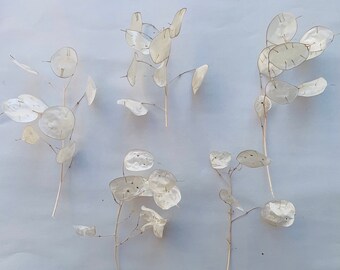 dried Lunaria Money Plant silver dollar leaves dried Silver Dollar Plant Lunaria branches craft supply Small Branches Lunaria Biennis
