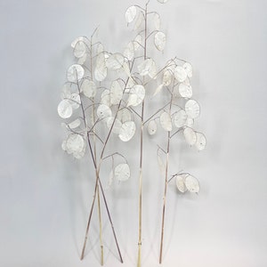 Dried Lunaria Branches , Dried Lunaria Sprig, Dried Money Plant, Dried Silver Dollars Plant, Bouquet of dried Lunaria, Silver Dollar Leaves