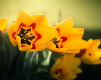 Tulip Close Up Nature Photography