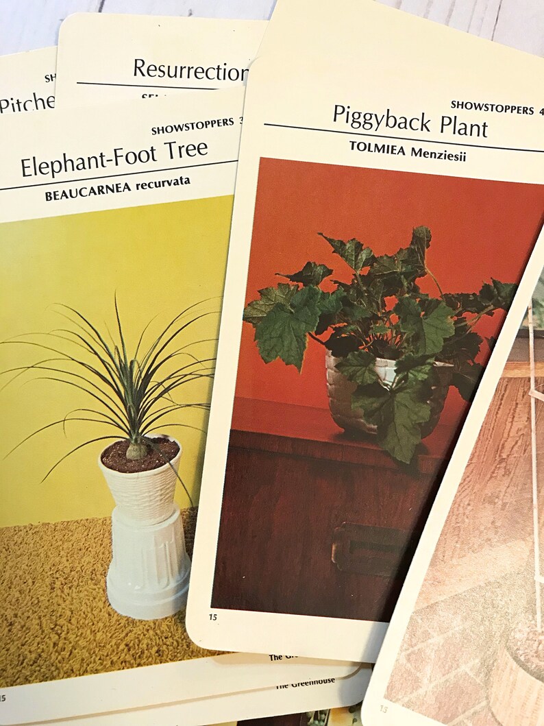 20 Vintage Plant Cards. Greenhouse Plant Cards. Junk Journal | Etsy