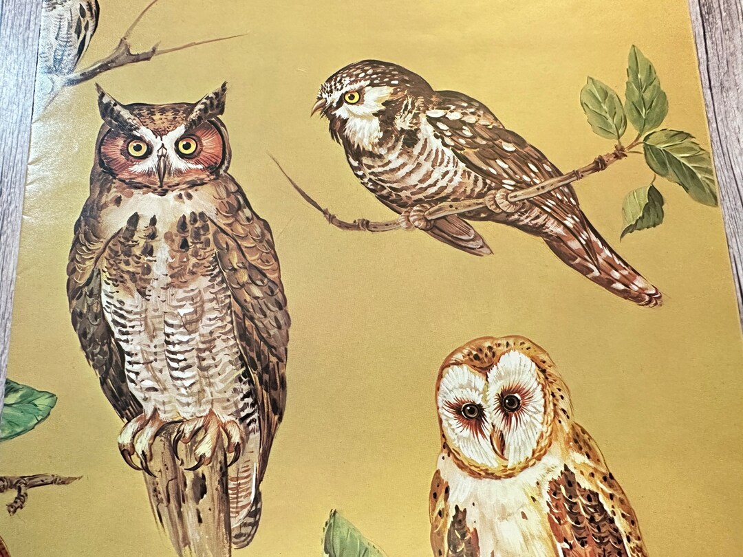 Red Farm Studio Wrapping Paper. Owl Gift Wrap. Vintage Etsy