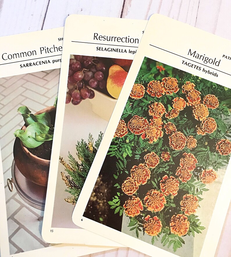 20 Vintage Plant Cards. Greenhouse Plant Cards. Junk