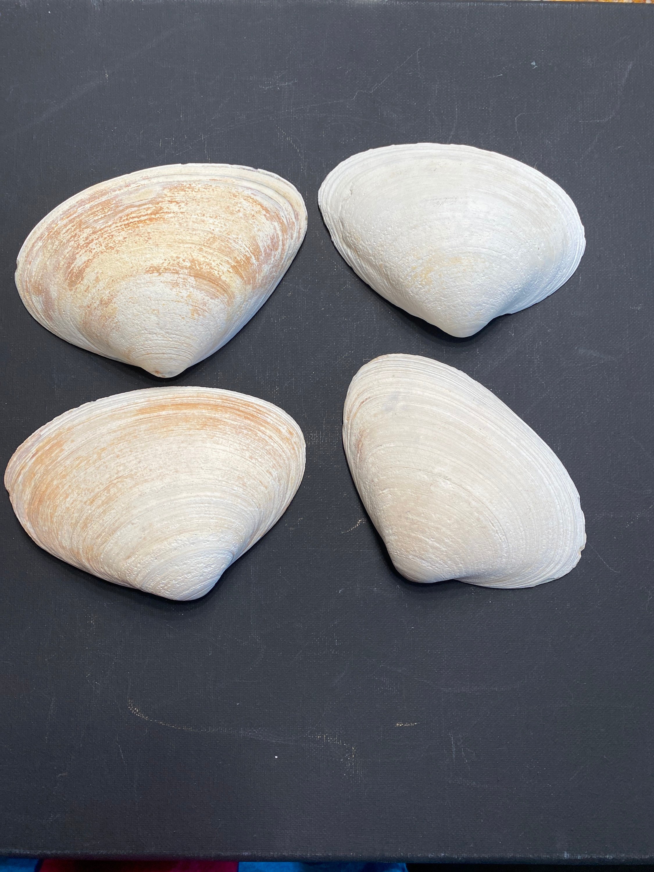 Calico Atlantic Scallop Seashells - Argopecten Gibbus - (10 shells approx.  2 inches)
