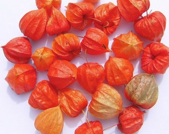 Physalis mit Schönheitsfehlern 100 Stück