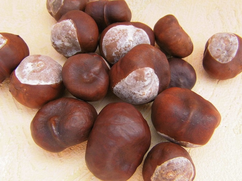 Chestnuts 50 Pieces Dried Chestnuts Craft Material Natural Etsy