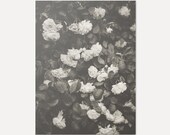 In Full Bloom No.1 - Giclée Print (Floral Art Print, Home Decor, Minimal Home, Scandi Style Art, Photographic Art Print, Roses Art Print)