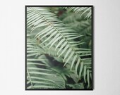 Tropical Leaf Fronds