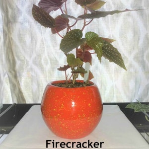 May include: A small, potted plant with green and red leaves in a bright orange speckled ceramic pot. The pot is round and has a glossy finish. The plant is labeled "Firecracker".