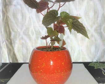 May include: A small, potted plant with green and red leaves in a bright orange speckled ceramic pot. The pot is round and has a glossy finish. The plant is labeled "Firecracker".