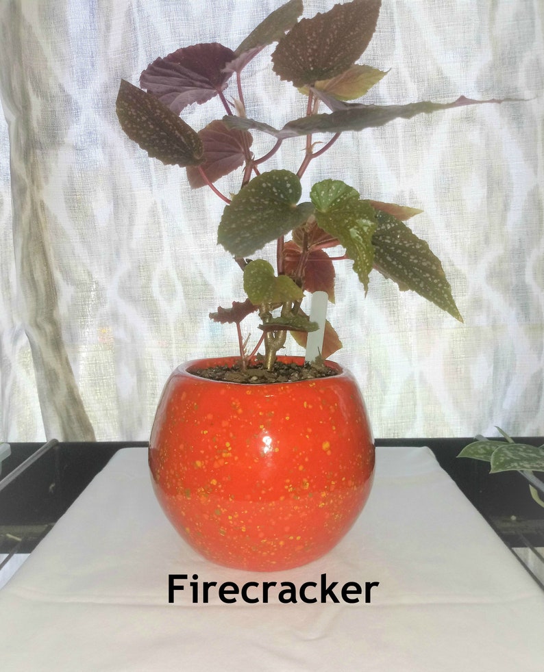 May include: A small, potted plant with green and red leaves in a bright orange speckled ceramic pot. The pot is round and has a glossy finish. The plant is labelled "Firecracker".