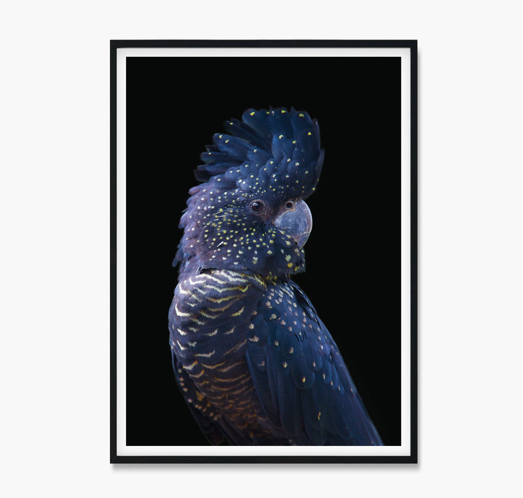 Black Cockatoo Print Etsy Australia