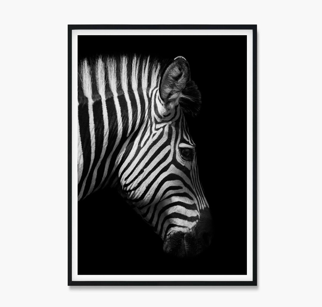 Zebra Poster, Zebra Print, Zebra Wall Art, Safari Prints, Safari