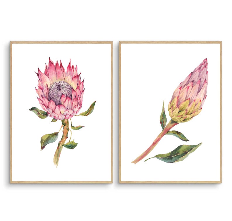 Set of 2 Protea Art Prints Protea Wall Art Australiana Etsy