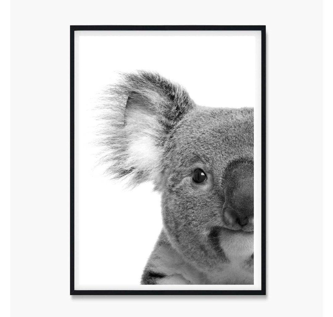 Koala Print, Koala Poster, Koala Wall Art, Black and White Koala