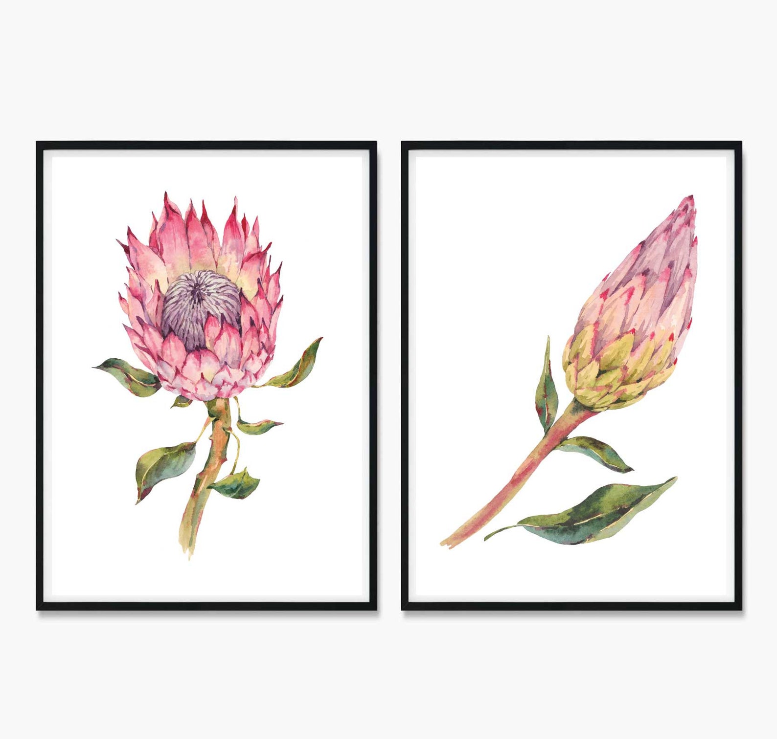 Set of 2 Protea Art Prints Protea Wall Art Australiana Etsy