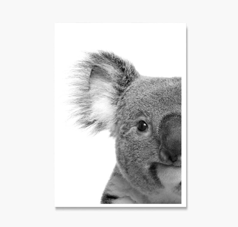 Koala Print Koala Poster Koala Wall Art Black and White Etsy