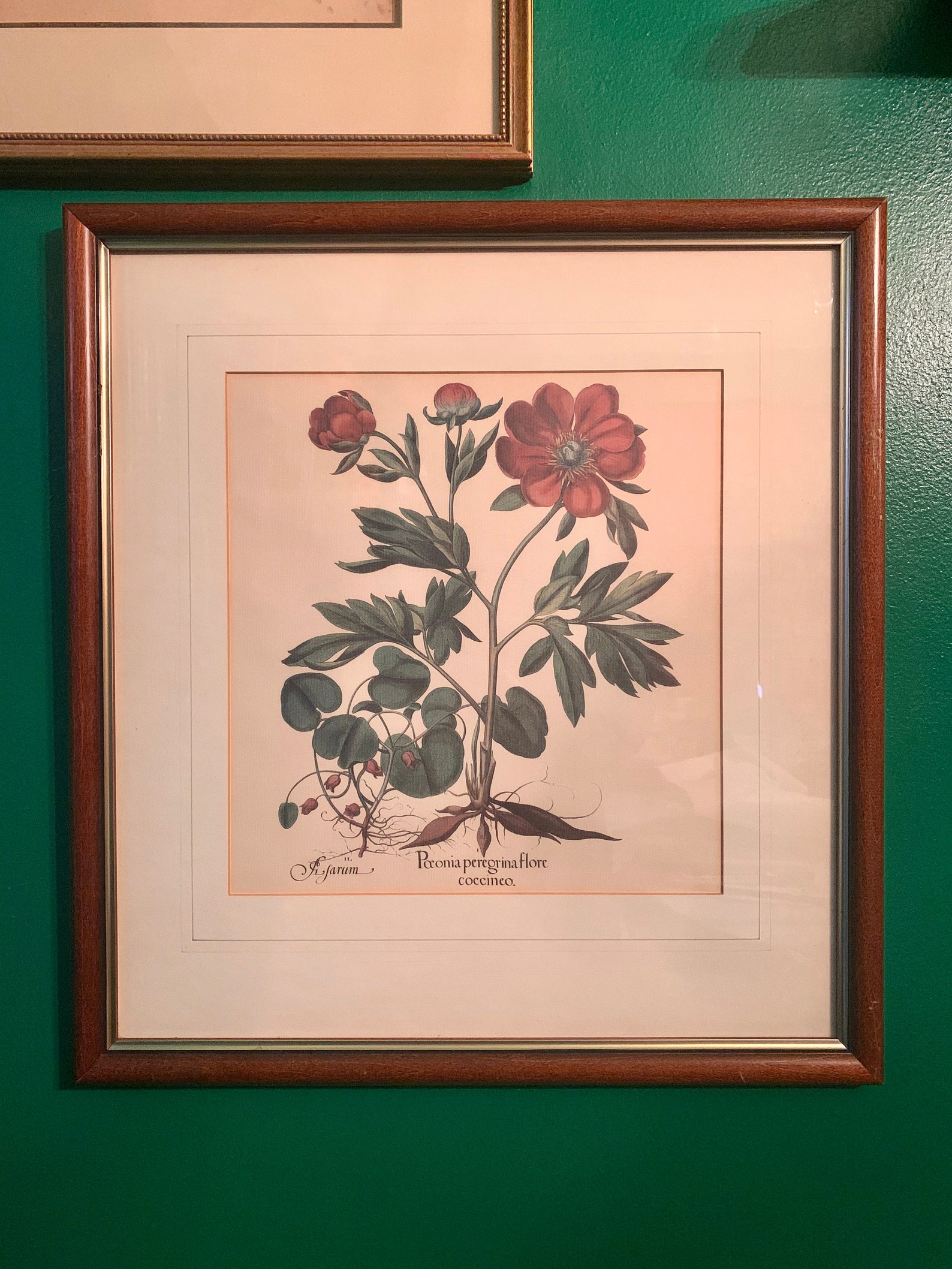 Large Framed Botanical Print From Basilius Beslers Flower Etsy