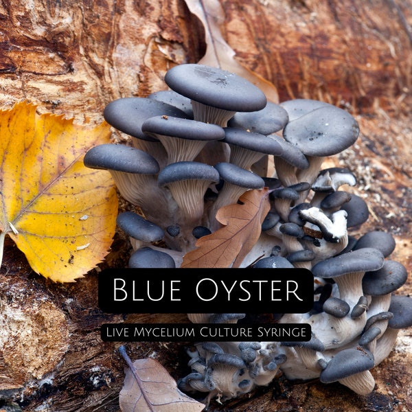 Blue Oyster Mycelium syringe (Pleurotus Columbinus) - 10cc live culture suspended in nutrient solution for beginners growing mushrooms