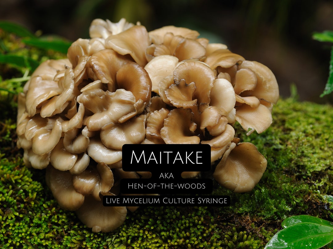 Maitake / Henofthewoods Mycelium Syringe grifola Frondosa 10cc Live Culture in Nutrient Broth