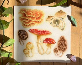 Jordan's Mushrooms | 9x9 inches