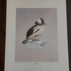 Heiner Hertling - Solitude 1981 - Beautiful Large Lithography - Bufflehead Goose Large Print