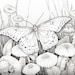 Whimsical Butterflies and Moth Picks for Adult Coloring. 5 Beautiful ...