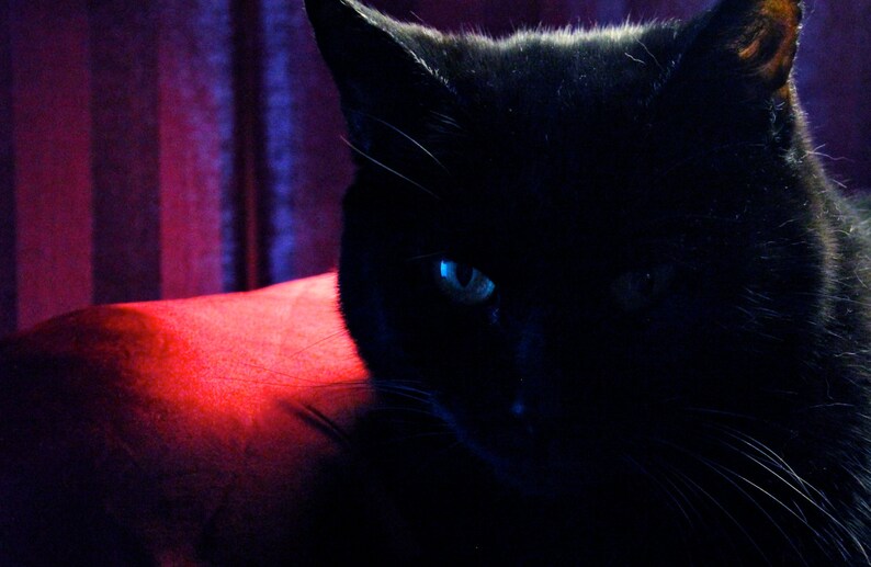 Photo De Chat Noir Chat Noir Art Catwoman Animaux Photos Etsy