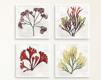 Set of 4, Seaweed Art, Seaweed Print, Coastal Wall Decor, Coastal Prints, Beach Nautical, Sea Life, Ocean Plant Art, Coastal Farmhouse Decor