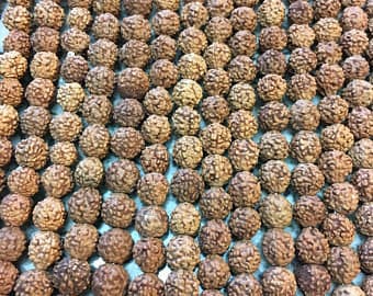 Rudraksha Beads,6mm / 26-28 Inches long Strand,105-110 Pure Natural Untreated Rudraksha, Mala, Rudraksha Seed Beads, Upolished Rudraksha