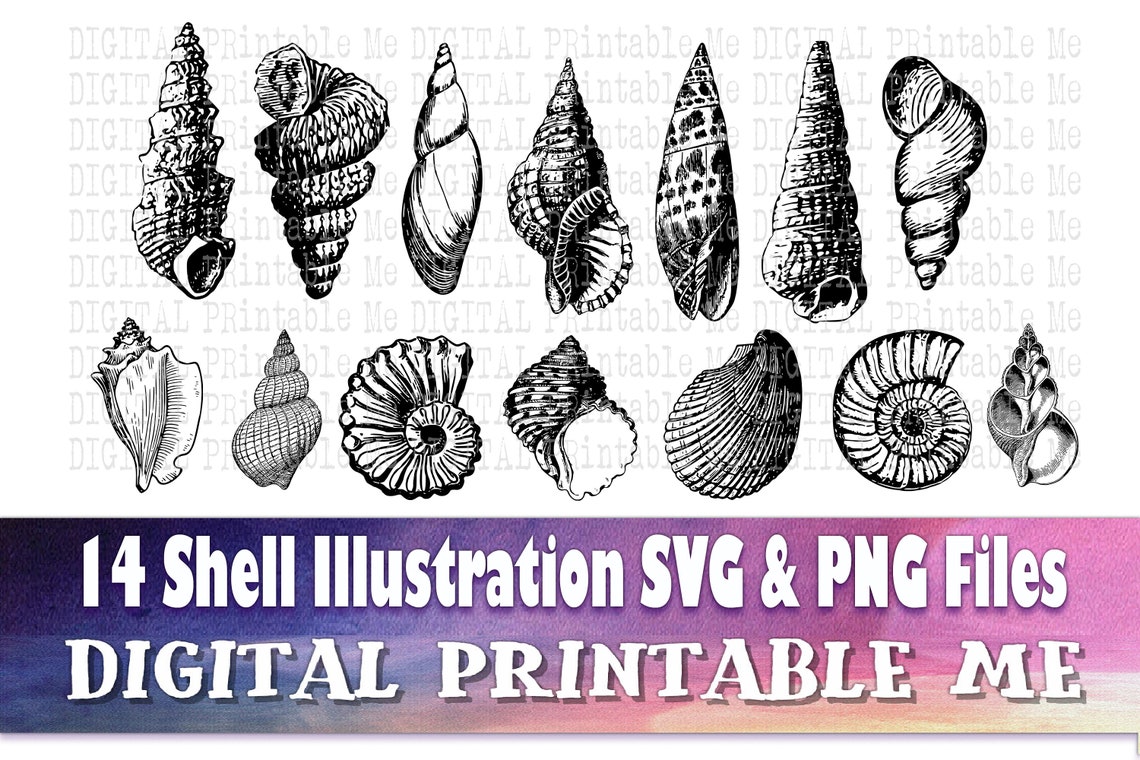 Shell Line Art SVG Bundle Beach Drawing PNG 14 Image Pack - Etsy