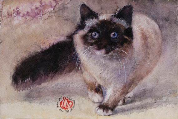 Longhair Siamese Cat Blue Eyed Cute Kitten Unique Cat Etsy
