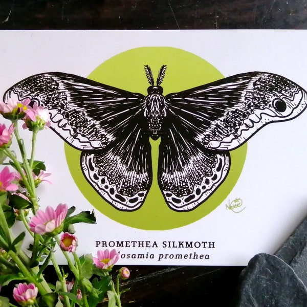 Silkmoth Postcard, Cottagecore Botanist Nature and Insect Inspired, Alternative Art Print, Quirky Greetings Card, Nature Lover Gift Ideas