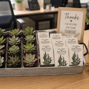 Employee Appreciation | Coworker Gifts | Thank You Gifts | Bulk Gifts | Staff Appreciation Gifts | Team Gifts | Office Gifts 10 Cactus Gifts