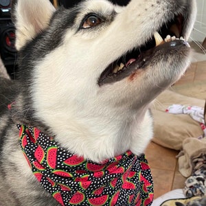 Watermelon Polka Dot Dog/Cat Bandana image 2