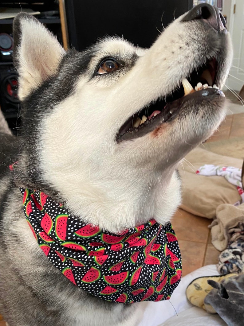 Watermelon Polka Dot Dog/Cat Bandana image 2