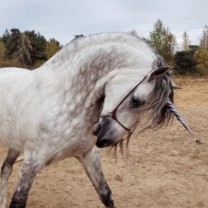 Equine Unicorn Horns