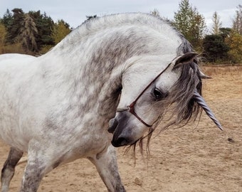 Equine Unicorn Horns