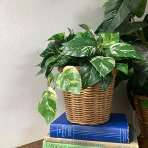 May include: A potted plant with green and white leaves sits in a woven basket atop a stack of vintage books. The books are blue and green, with titles including "The Deepening Stream" and "Gardening with Perennials."