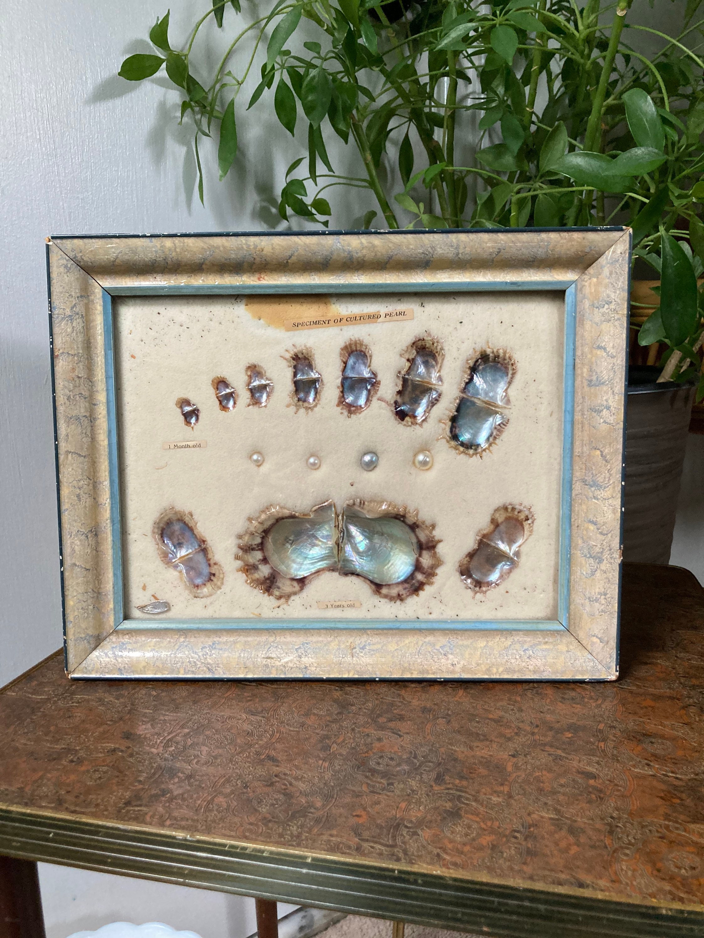 Cultured pearl framed specimen - Etsy 日本