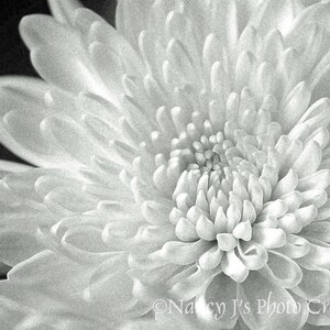 May include: A close-up of a white flower with delicate petals. The flower is in full bloom and has a soft, fuzzy texture.
