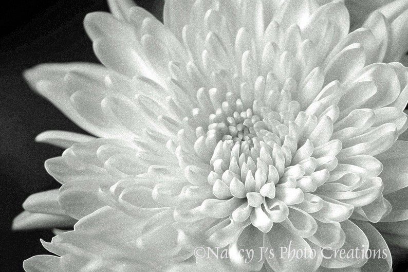 May include: A close-up of a white flower with delicate petals. The flower is in full bloom and has a soft, fuzzy texture.