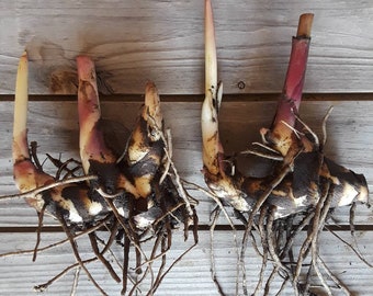 1/4-1 pound GIANT Red Canna Rhizomes |Dug To Order!| Tropical "lily" fast growing | Canna Edulis | Achira| Indian Shot| Queensland Arrowroot