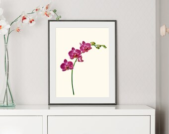 moth orchid- original colour pencil drawing