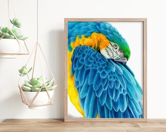 Blue Macaw Art print