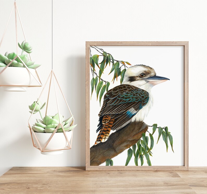 Kookaburra Art Print Etsy Australia
