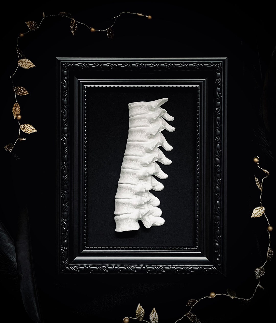 Back Bone Ornament Frame, Memento Mori Collection, Framed Bones, Faux ...