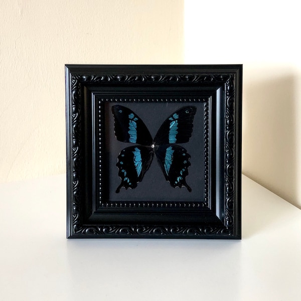 Blue Diamond Butterfly, Papilio Oribazus, Insect Taxidermy, Taxidermy, Entomology, Framed Insects, Goth Decor,Taxidermy Art, No Body