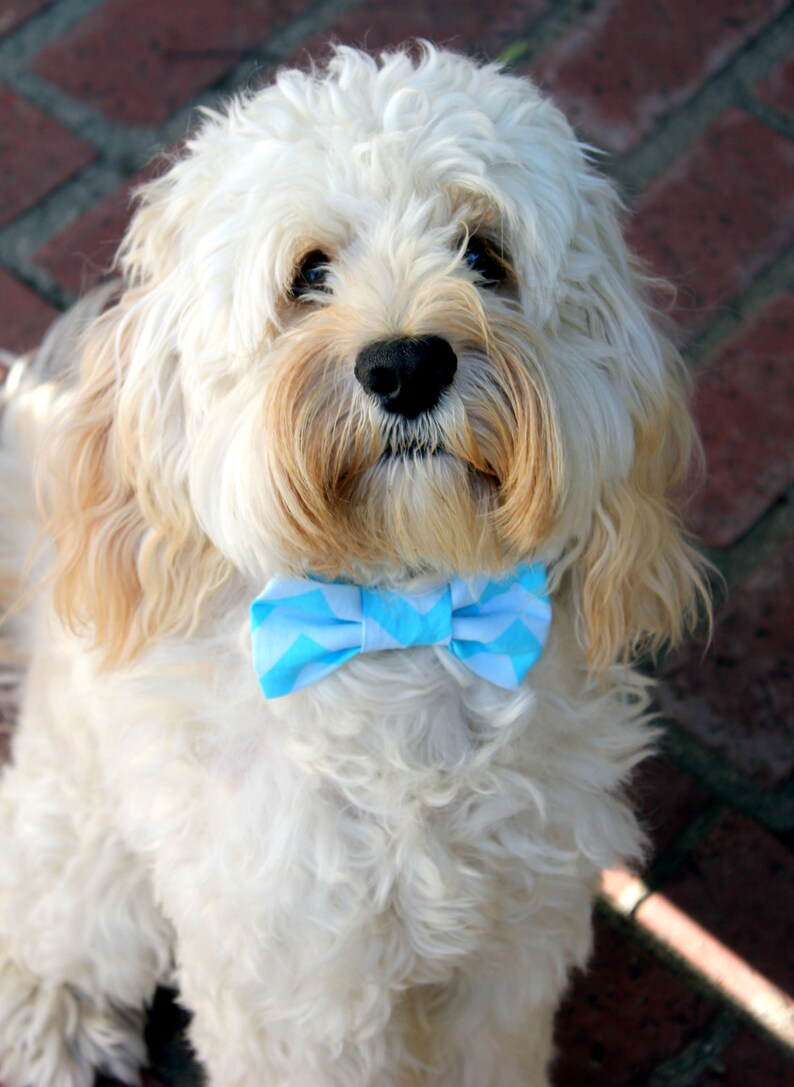 Blue Chevron Dog Bow Tie