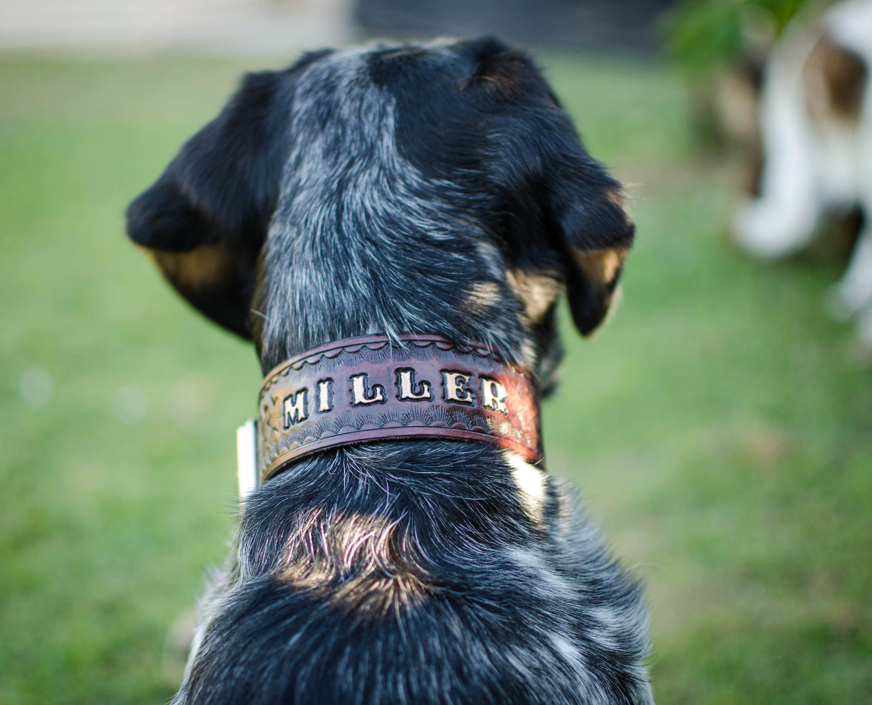 PERSONALIZED LEATHER COLLAR // Personalised leather dog collar // High