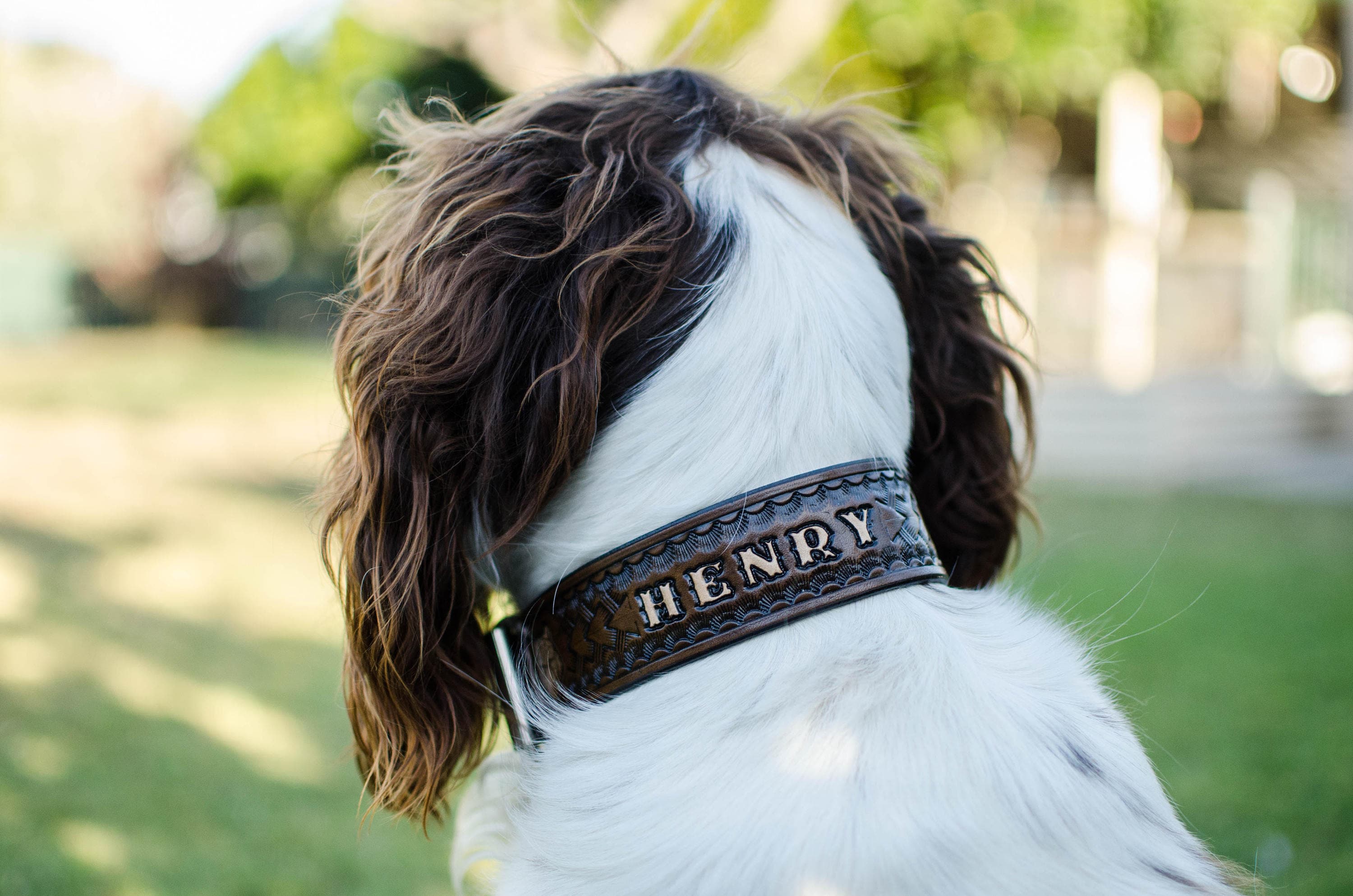 How To Get Puppy Used To Wearing A Collar at Kelly Johnson blog